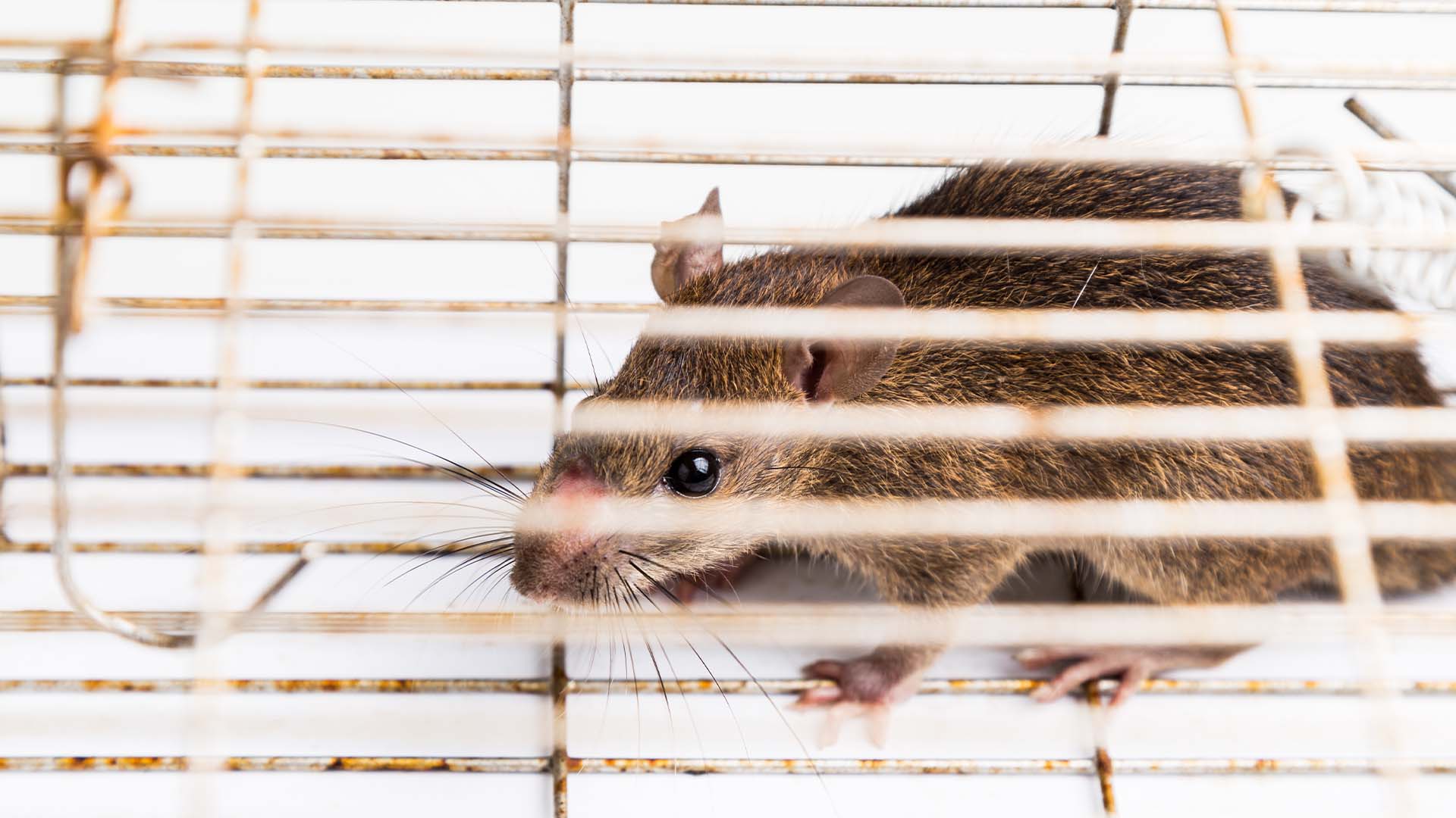close-up-of-anxious-rat-trapped-in-metal-cage-chico-ca.jpg