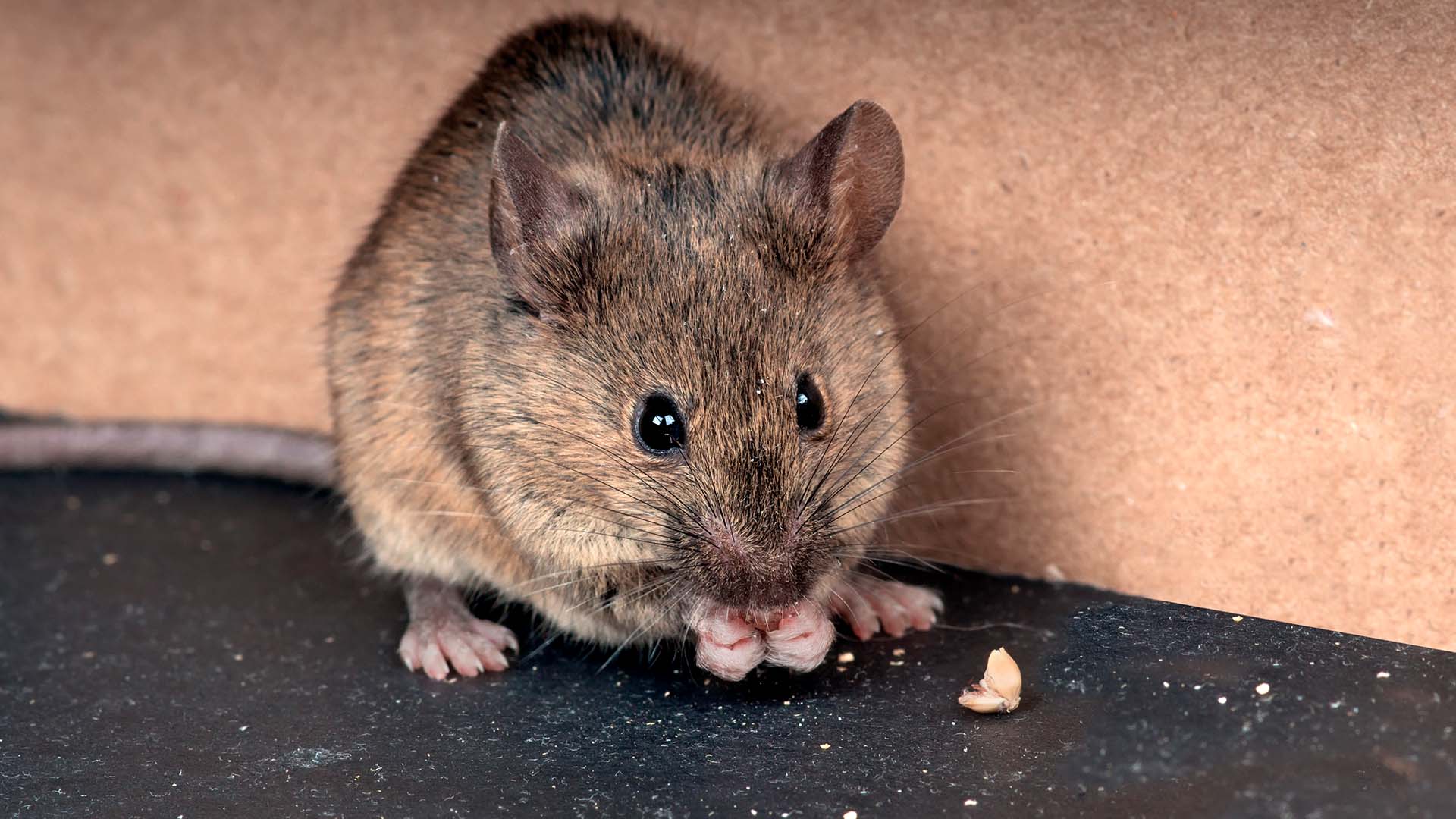 food-posion-rodent-chico-ca.jpg