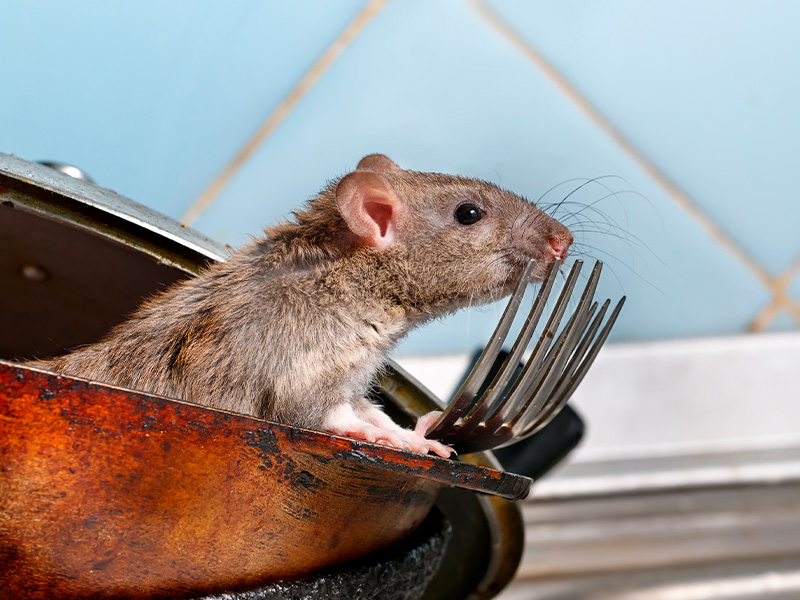 mice-in-the-kitchen-chico-ca.jpg