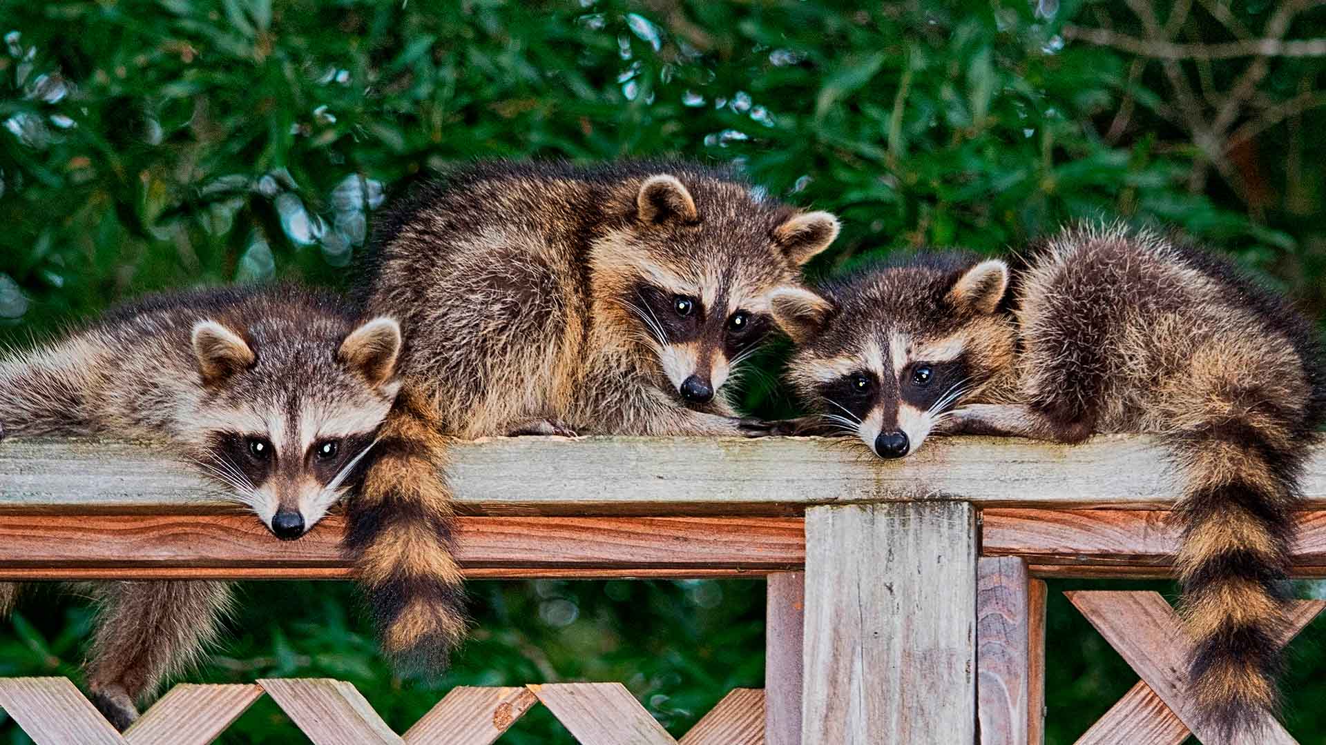 raccoons-service-removal-chico-ca.jpg