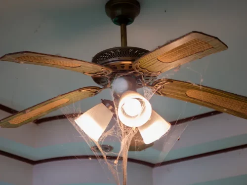 cowweb removal service chico ca