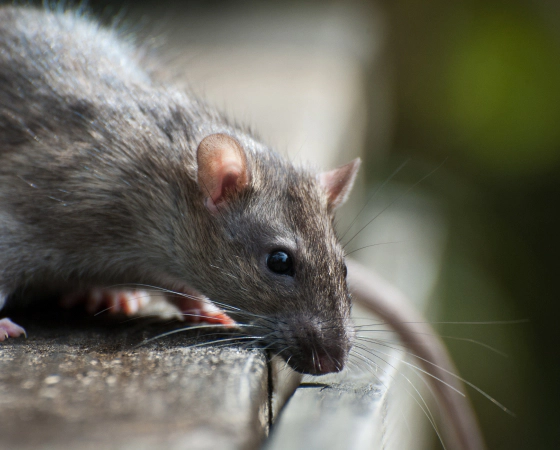 rat peeking down a shelf durham ca