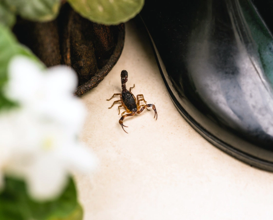 small scorpion beside a shoe durham ca