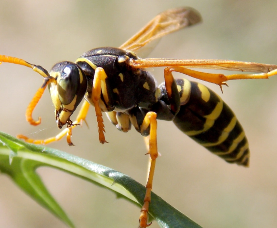 Wasp