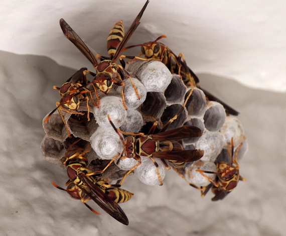 Wasp Removal