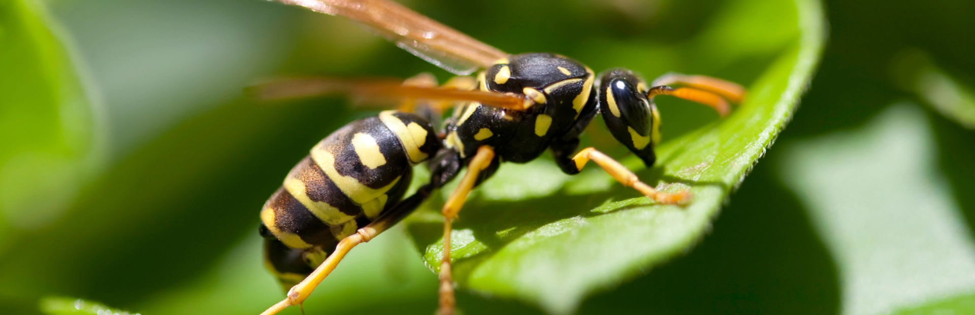 Wasp removal breadcrumb